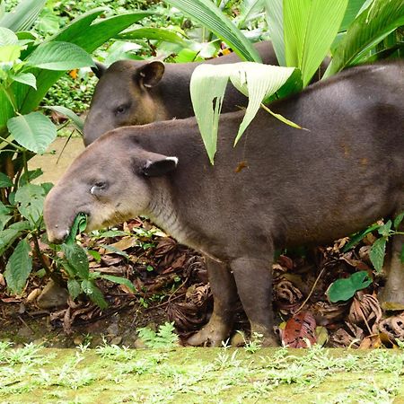 Tapirus Lodge And Reserve Carrillo  Buitenkant foto