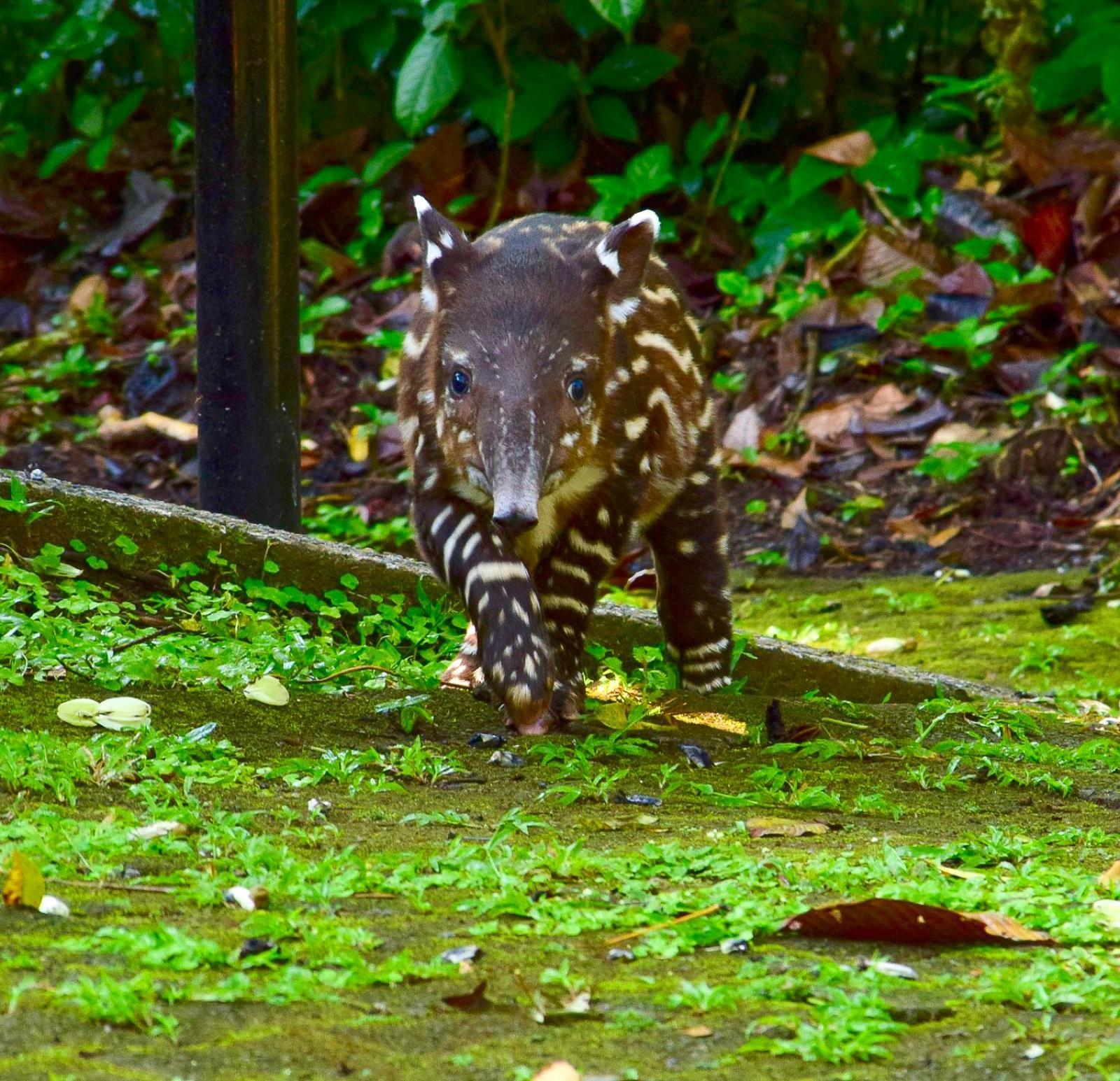 Tapirus Lodge And Reserve Carrillo  Buitenkant foto