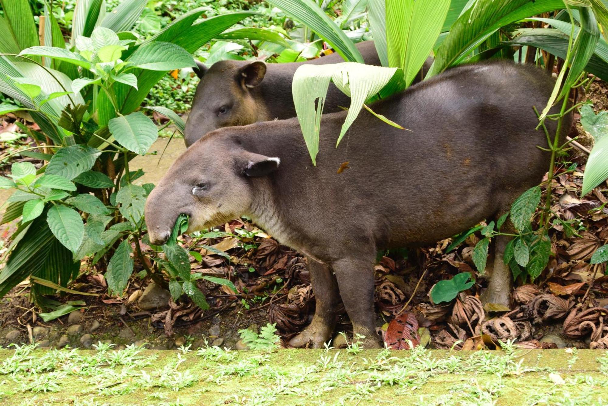 Tapirus Lodge And Reserve Carrillo  Buitenkant foto